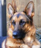  Bronson Vom Huntland